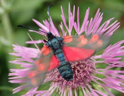 Zygaena filipendulae